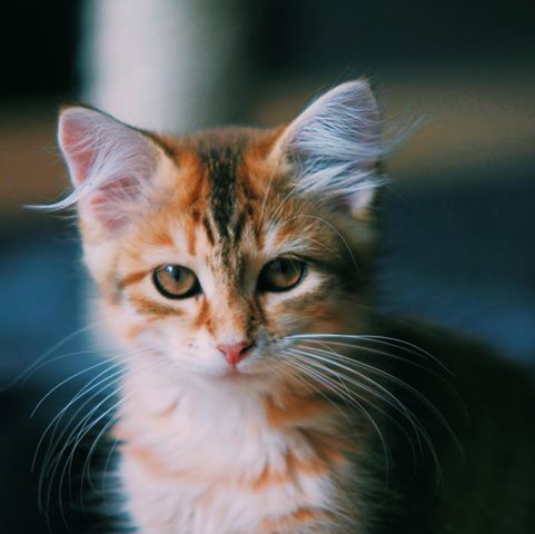 sibirisk katt Quirk